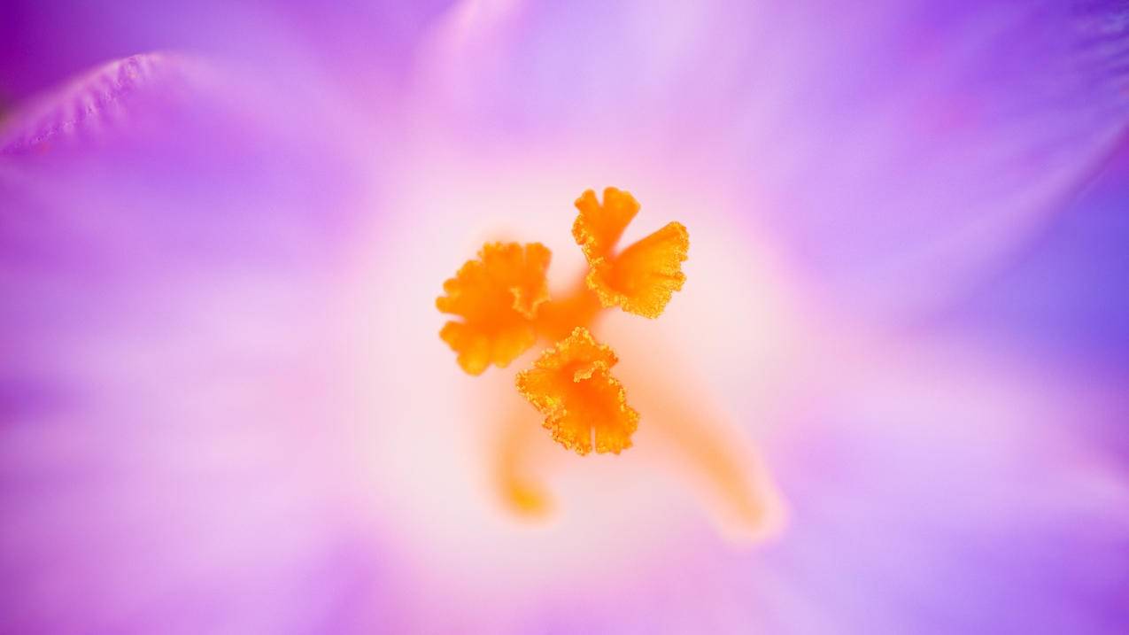 网红商城